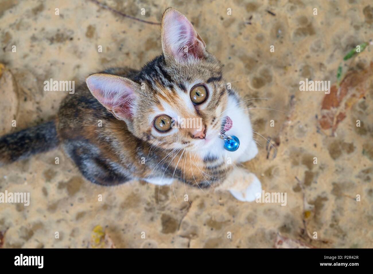 Thailandia, provincia di Satun, Mu Ko Phetra il Parco Marino Nazionale, Ko Bulon Leh island, uno dei molti gatti sull'isola Foto Stock