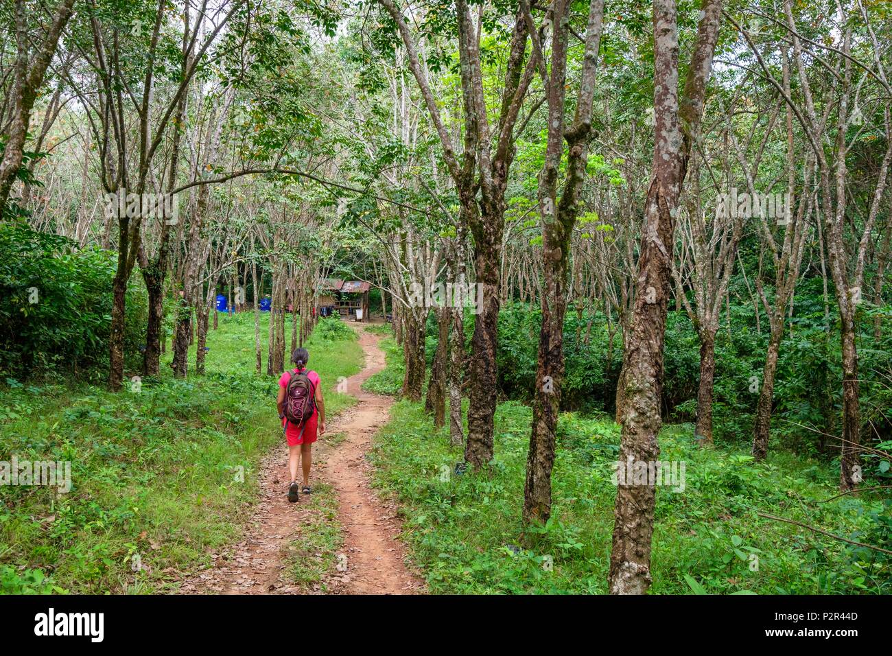Thailandia, provincia di Satun, Mu Ko Phetra il Parco Marino Nazionale, Ko Bulon Leh island, escursionismo in una piantagione di gomma Foto Stock