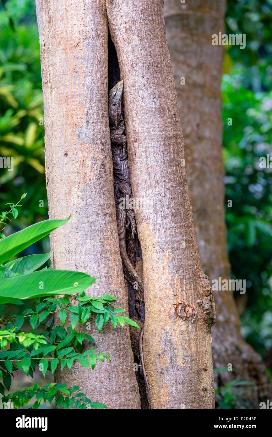 Thailandia, provincia di Satun, Mu Ko Phetra il Parco Marino Nazionale, Ko Bulon Leh isola: la malese, monitor acqua (Varanus salvator) nascosta in un tronco di albero Foto Stock