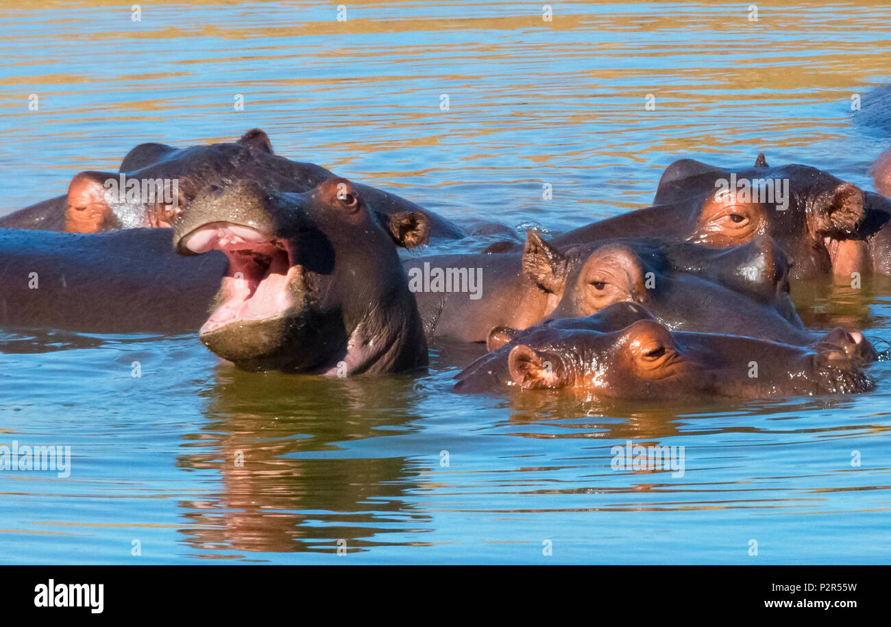 Ippopotami nel fiume, Mkhaya Game Reserve, dello Swaziland Foto Stock