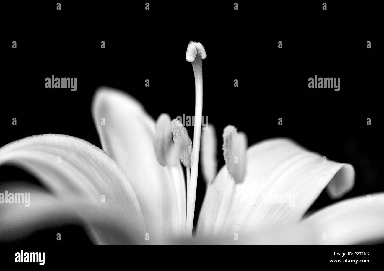 Fiore di giglio in un giardino vicino,l'immagine monocromatica Foto Stock