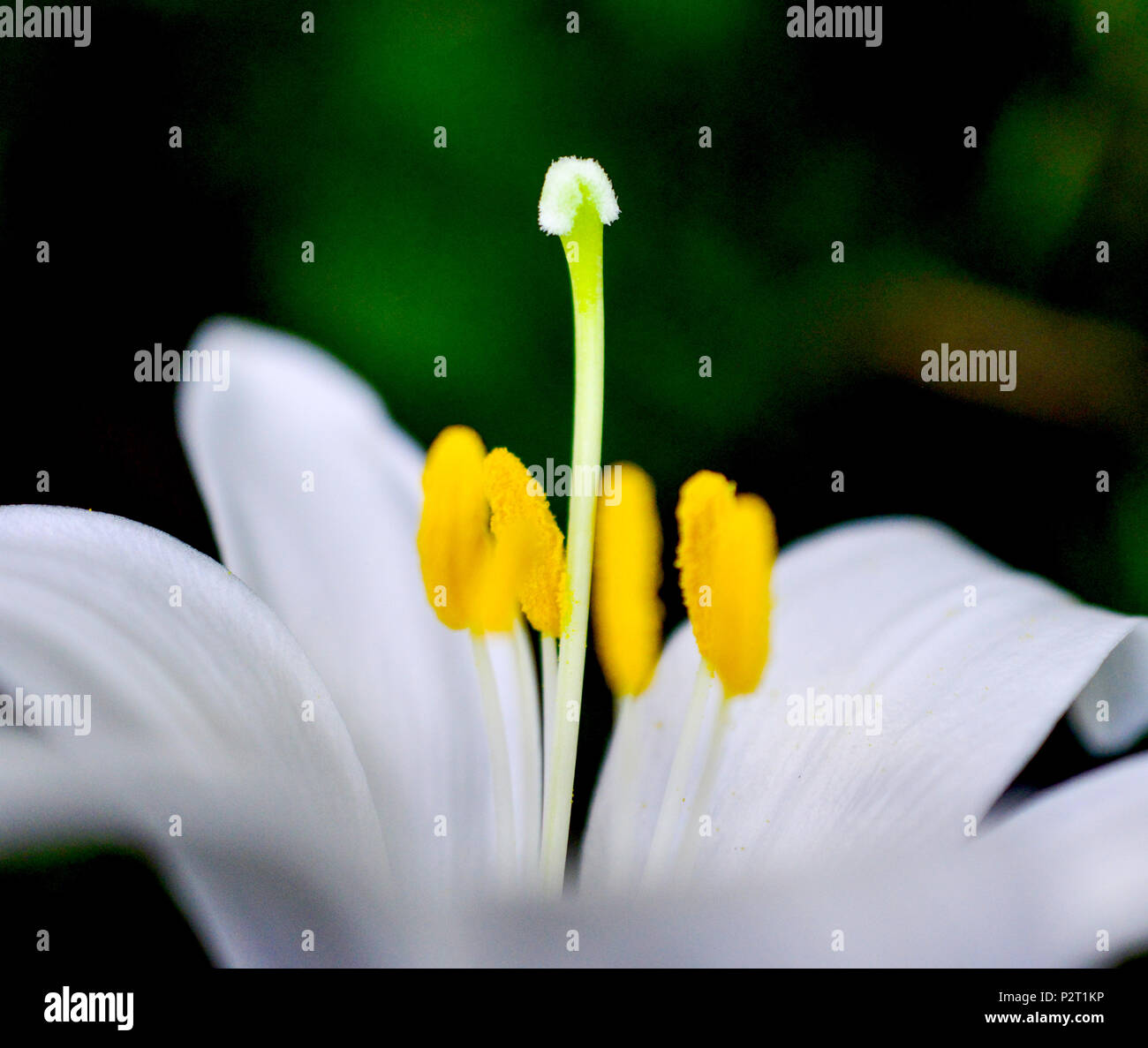 Fiore di giglio in un giardino vicino immagine in alto Foto Stock