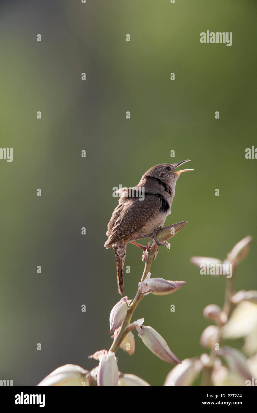 Vento soffia piume di strizzatoio casa (Toglodytes aedon) come canta da yucca. Foto Stock