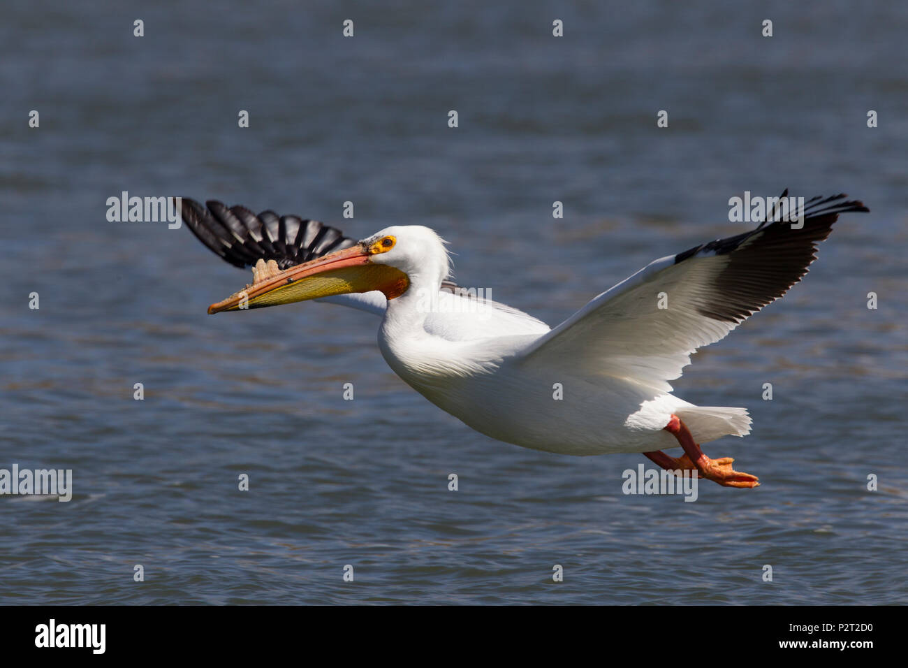 Americano bianco pellicano (Pelecanus erythrorhyncos) rallenta il suo volo in preparazione per l'atterraggio. Foto Stock