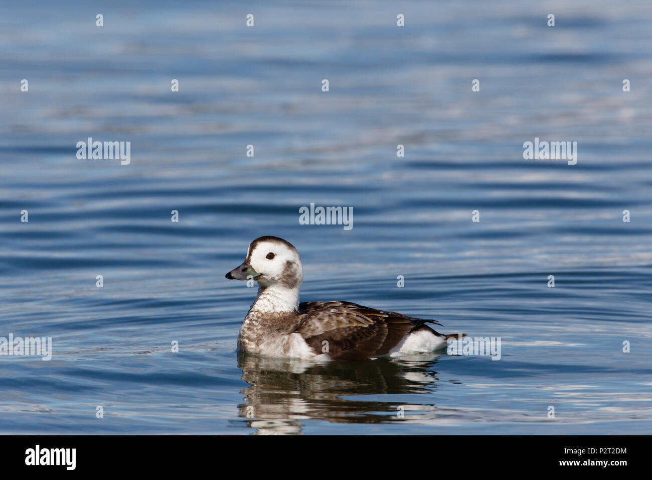 Adulto di sesso femminile di inverno long-tailed duck (Clangula hyemalis) nuota. (Maschio ha l'omonimo lunga coda). Foto Stock