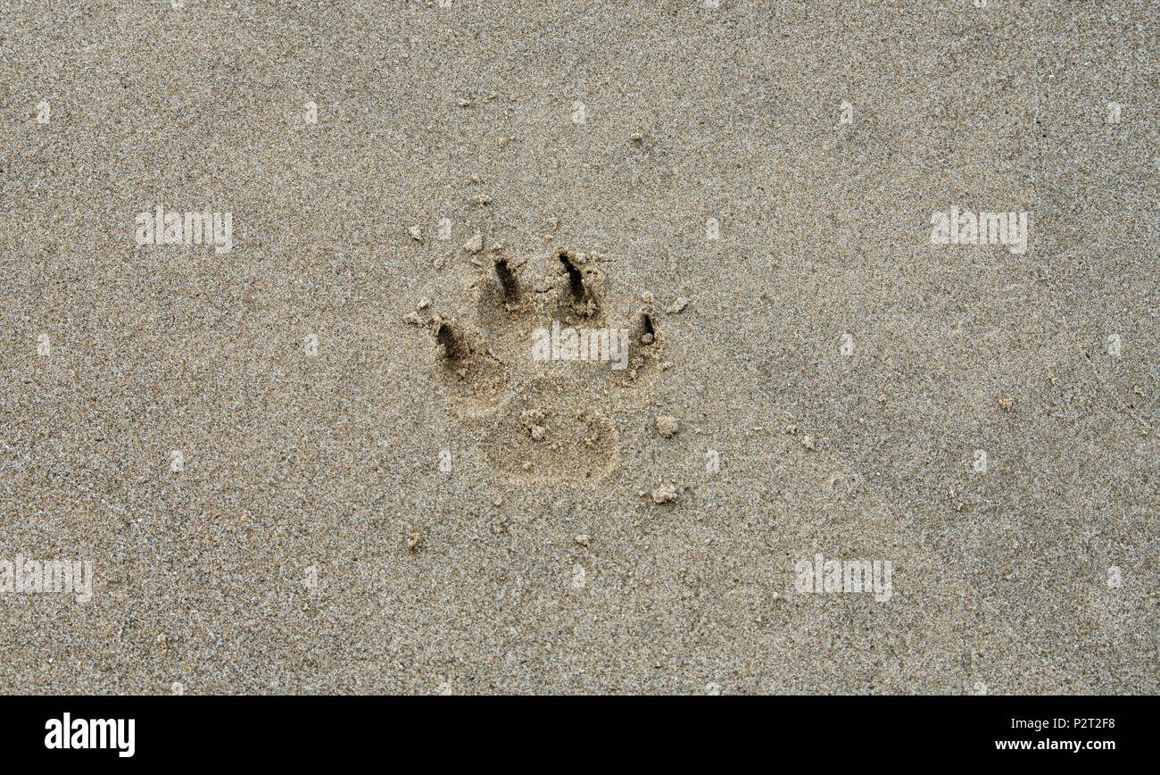Footprint di un raro Bearcat nella sabbia di una spiaggia in Kota Kinabalu, Borneo Malaysia Foto Stock