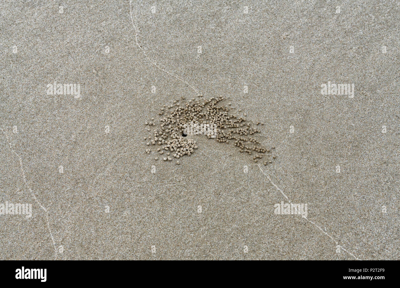 Burrows e sabbia e agglomerati in forma di pellets a sinistra dalla sabbia gorgogliatore granchi sulla spiaggia in Kota Kinabalu, Borneo Malaysia Foto Stock