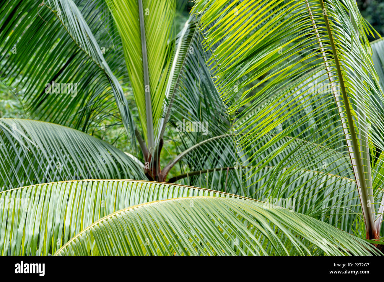 Close up di fronde di palme in una foresta di pioggia del Borneo; Malaysia Foto Stock
