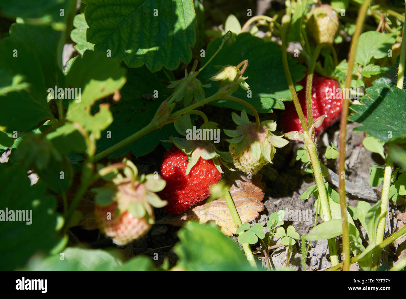 Boccola di fragola con molti rossi succose bacche Foto Stock