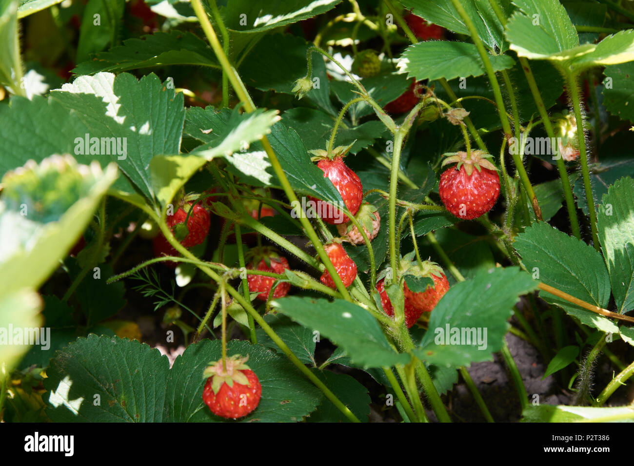 Boccola di fragola con molti rossi succose bacche Foto Stock