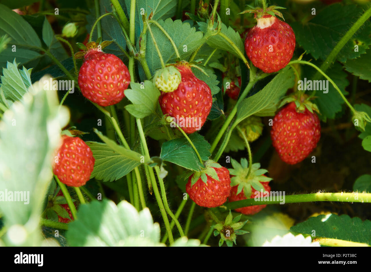 Boccola di fragola con molti rossi succose bacche Foto Stock