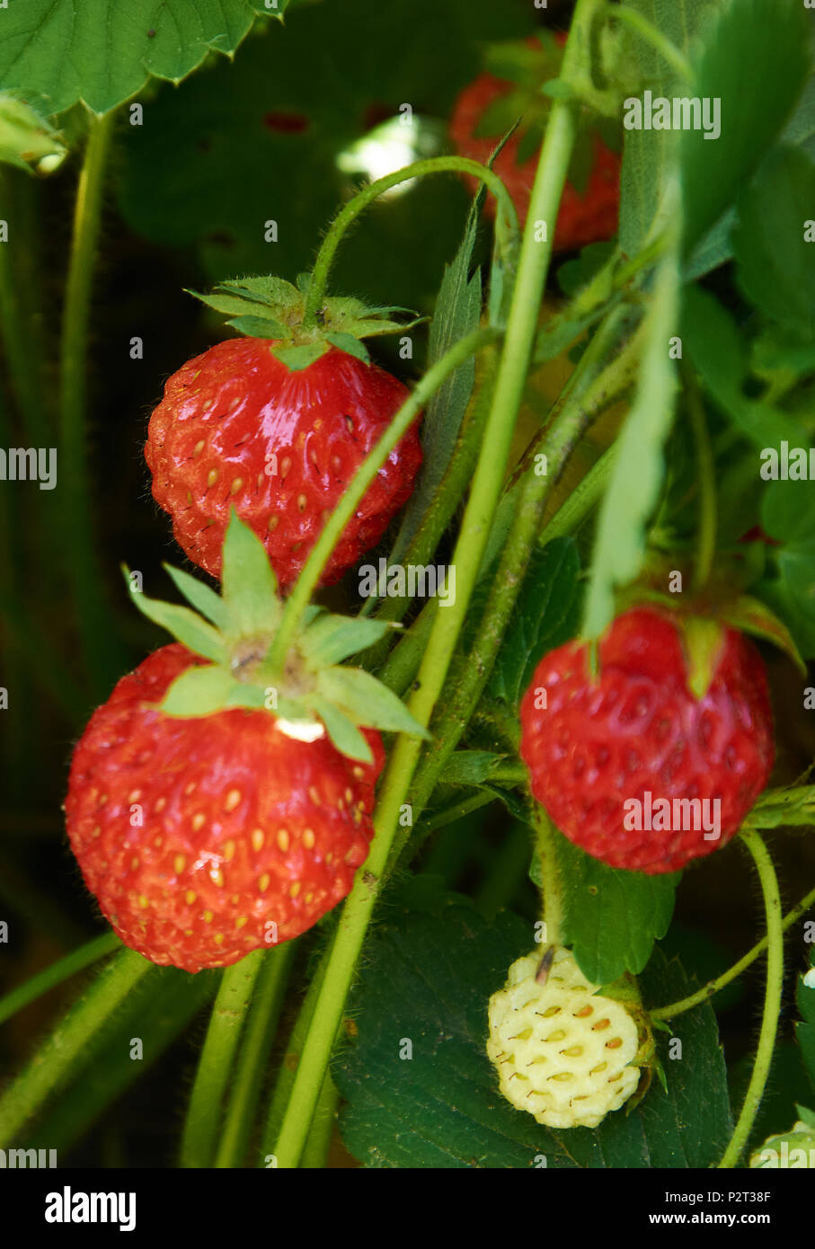 Boccola di fragola con molti rossi succose bacche Foto Stock