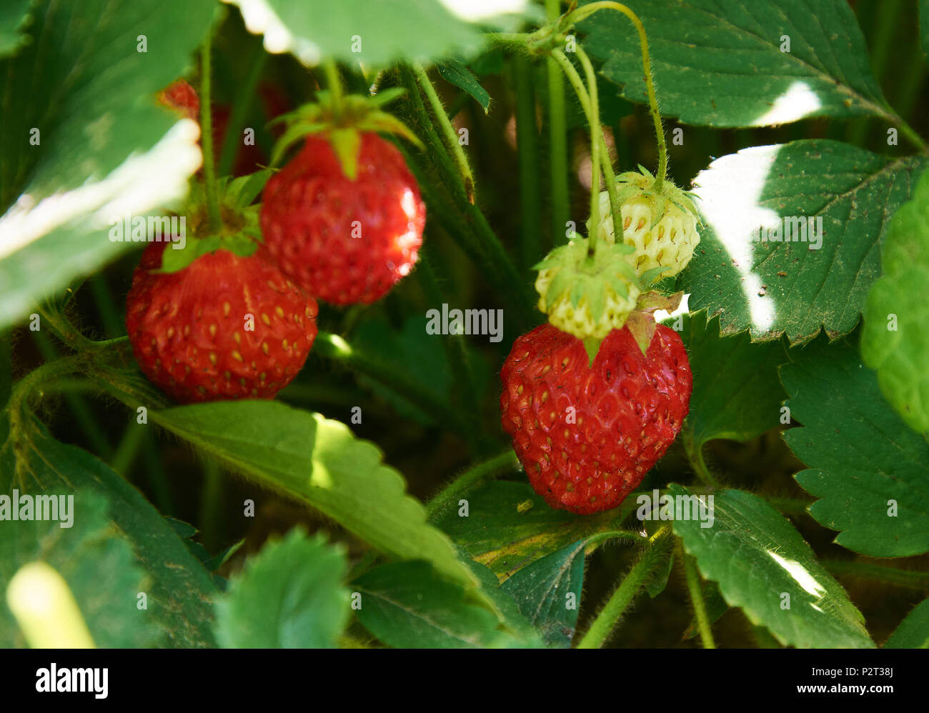 Boccola di fragola con molti rossi succose bacche Foto Stock