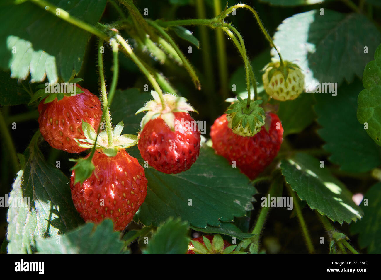 Boccola di fragola con molti rossi succose bacche Foto Stock