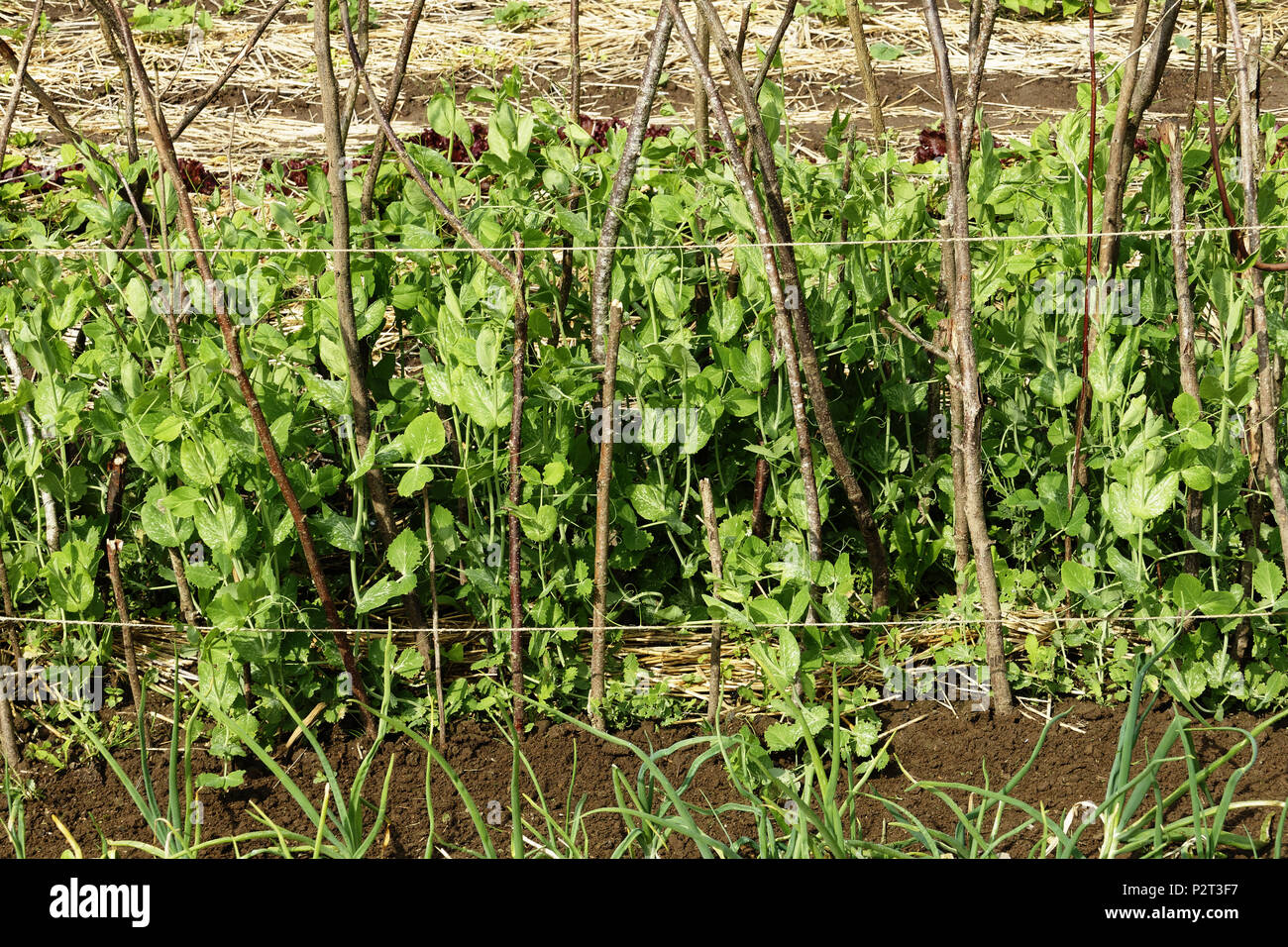 I piselli crescono su canne di supporto (Suzanne 's giardino, Le Pas, Mayenne, Pays de la Loire, Francia). Foto Stock