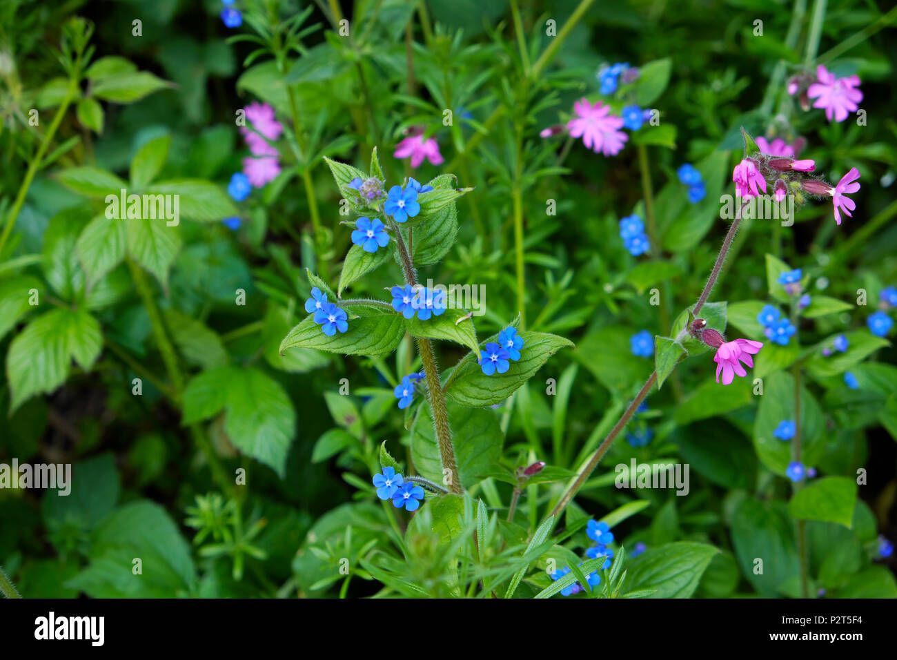Alkanet verde con piccoli fiori blu in fiore in primavera in crescita con red campion fiore e goosegrass Marloes Pembrokeshire Wales UK KATHY DEWITT Foto Stock