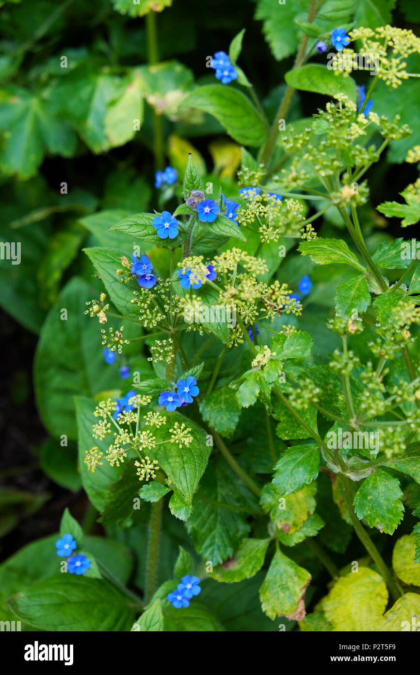 Alkanet verde con piccoli fiori blu in fiore in primavera crescente lungo una strada orlo in una siepe in Pembrokeshire Marloes Wales UK KATHY DEWITT Foto Stock