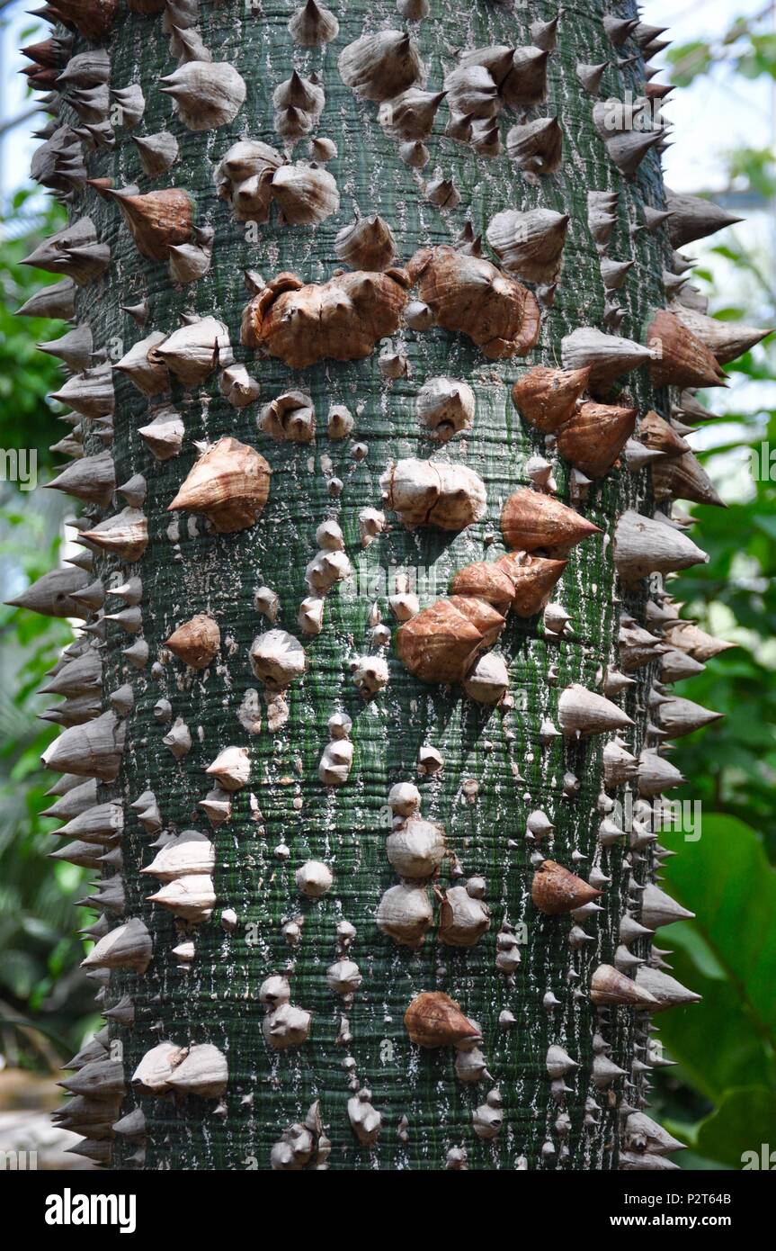 Il filo interdentale in seta albero / Ceiba speciosa. Foto Stock