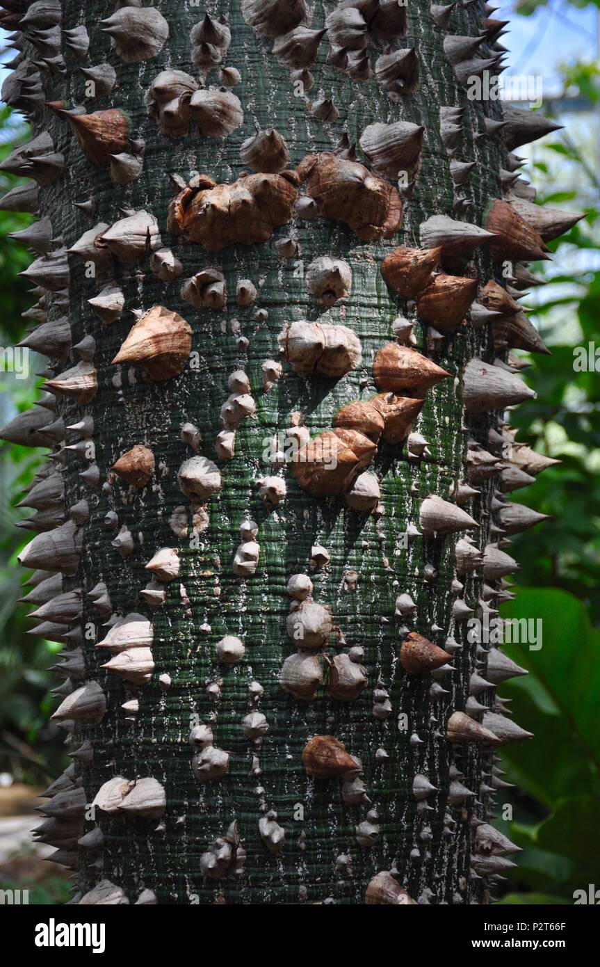 Il filo interdentale in seta albero / Ceiba speciosa. Foto Stock