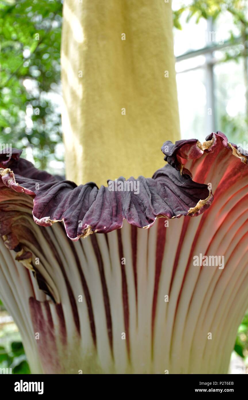 Titan arum - Amorphophallus titanum Foto Stock