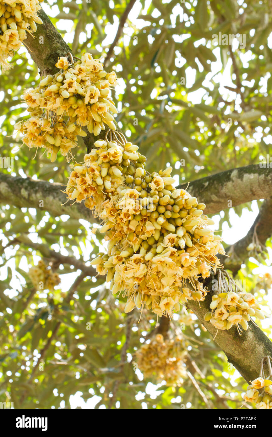 Fiori di durian bud sulla struttura di durian Foto Stock