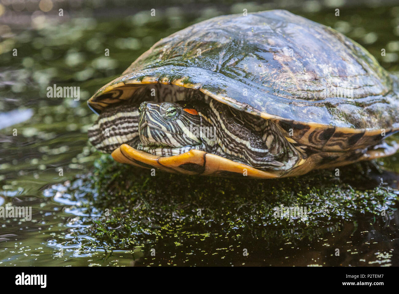 Rosso-eared Slider turtle, Chrysemys scripta, a Gary Carter in McLeansville, NC. Foto Stock