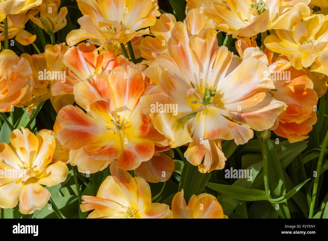 Double Fine Tulip, Tulipa 'incantevole bellezza', presso i giardini Keukenhof in South Holland, Paesi Bassi. Foto Stock