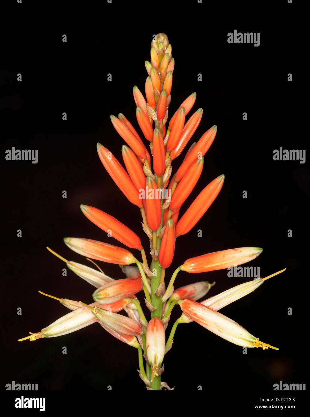 Splendida vista di tall spike di rosso vivo / arancio e crema fiori di siccità tollerante di piante succulente Aloe "Venus" su sfondo nero Foto Stock