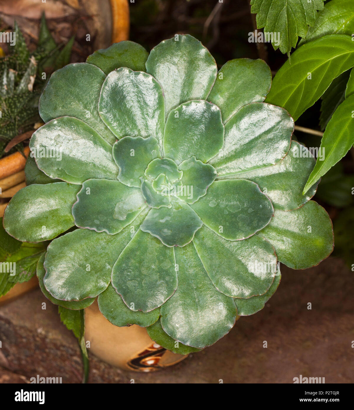 Decorativo tolleranti alla siccità di piante succulente Echeveria "Riccioli Blu' con finitura lucida verde delle foglie in Rosetta simmetrica crescente nel contenitore Foto Stock