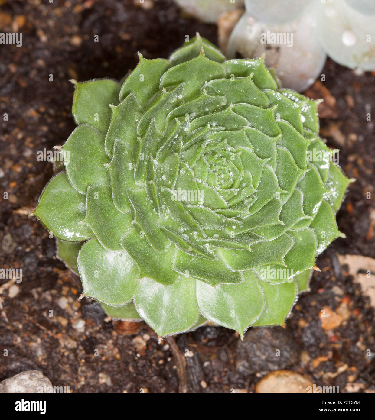 Decorativo di piante succulente, Sempervivum 'More miele", siccità piante tolleranti con finitura lucida foglie verdi che crescono in Rosetta simmetrica Foto Stock