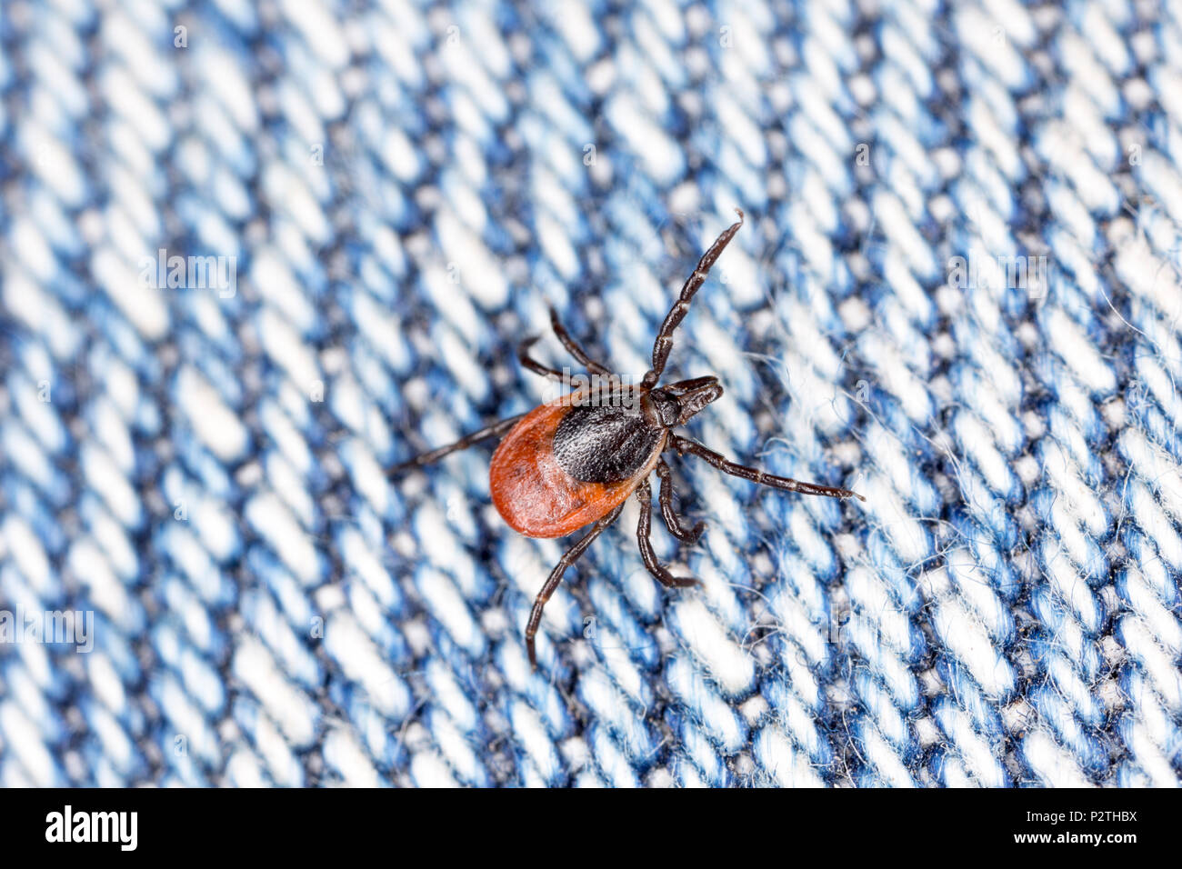 Una femmina di tick, Ixodes ricinus, trovata strisciando sul jeans dopo l'indossatore erano state passeggiando per erba lunga dove cervi e altri mammiferi sono presenti. Foto Stock