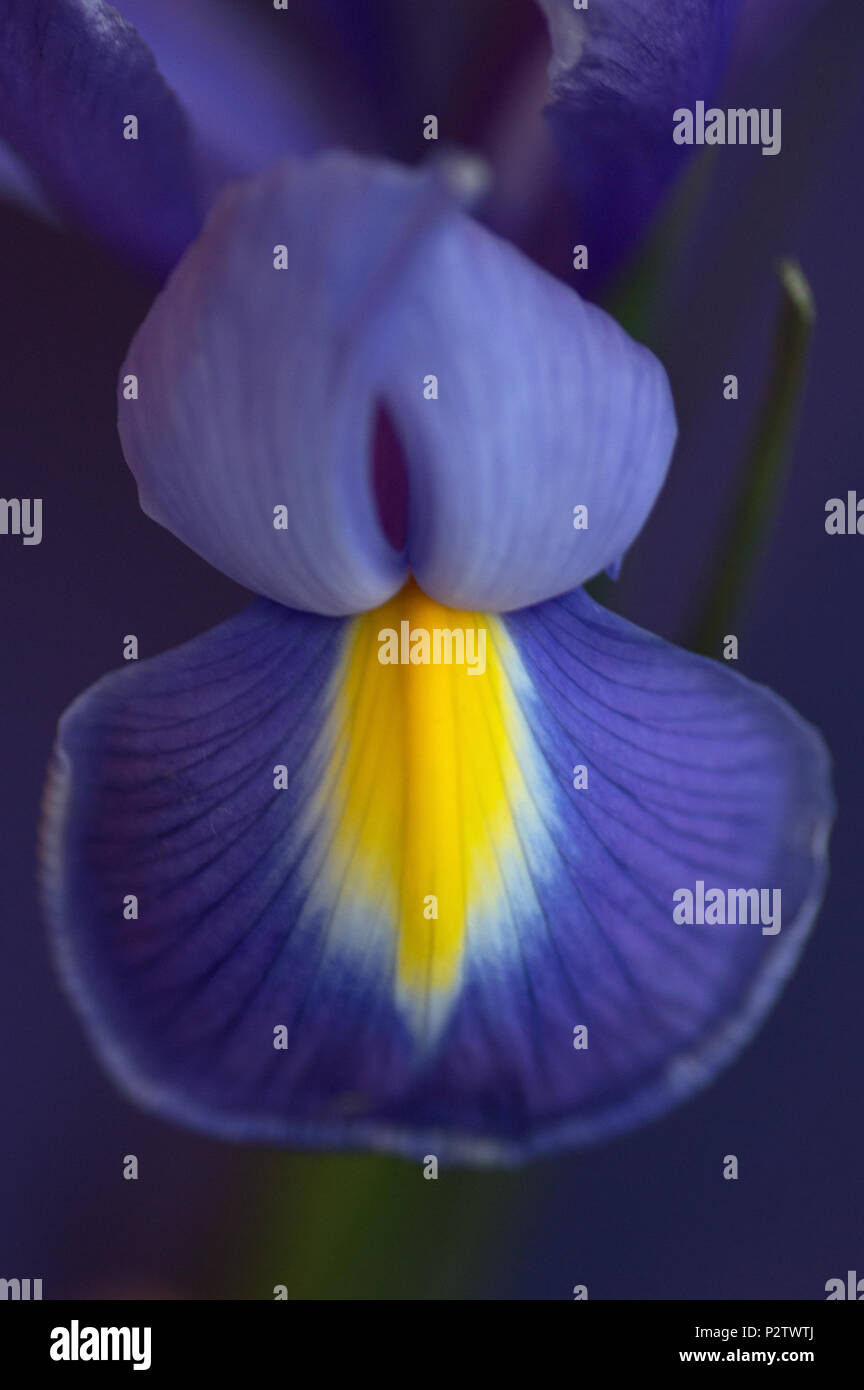 Inquadratura ravvicinata del petalo iris con sfondo blu Foto Stock