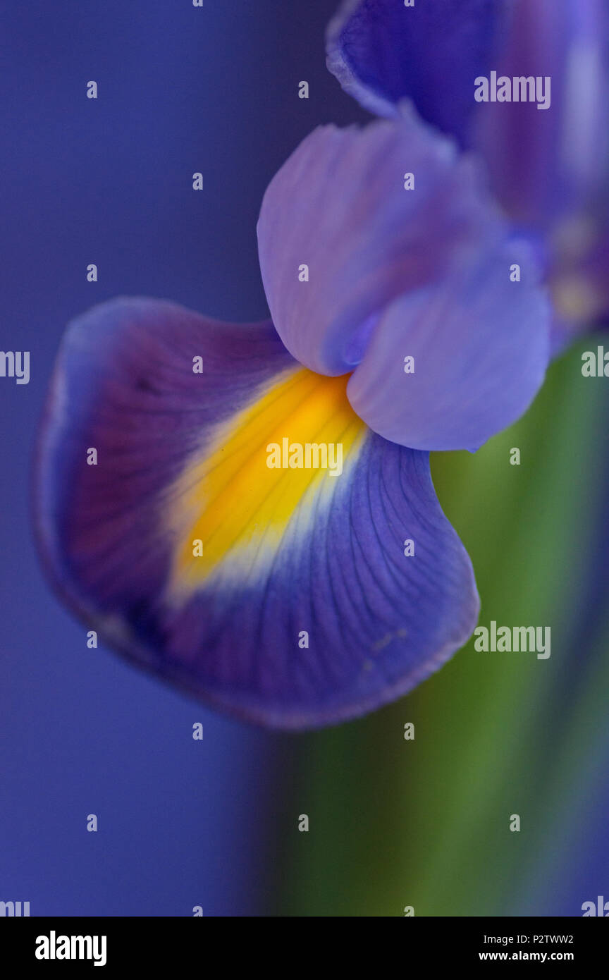 Inquadratura ravvicinata del petalo iris con sfondo blu Foto Stock