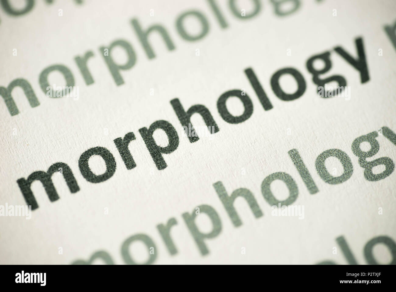 Parola morfology stampato su carta bianca macro Foto Stock