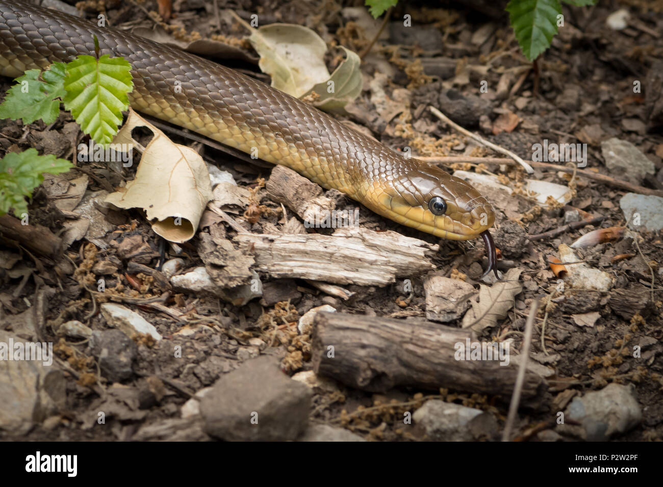 Un saettone slithering sul terreno in una foresta, Vienna Austria Foto Stock