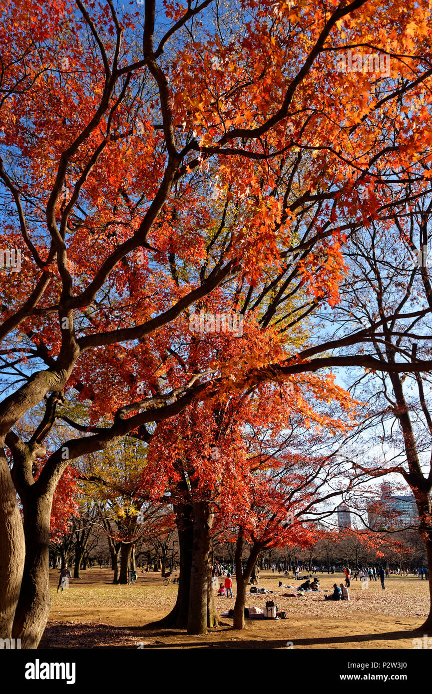 Foglie di autunno, Yoyogi Park, Shibuya, Tokyo, Giappone Foto Stock