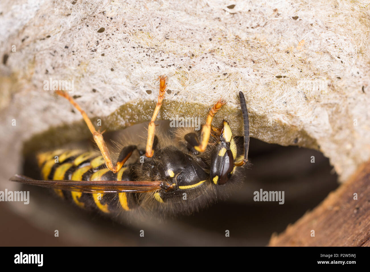 Una vespa all'interno di un vecchio di legno Potting Shed costruendo il suo nido sul tetto utilizzando la saliva e la pasta di legno per aggiungere strati successivi. La Wasp sembra Foto Stock