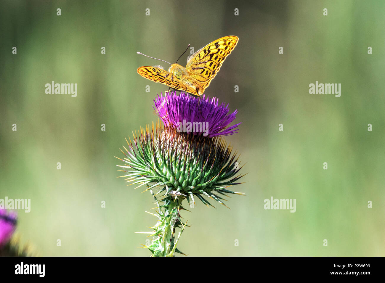 Immagine wildlife butterfly si siede sul Cirsium del Kirghizistan Foto Stock