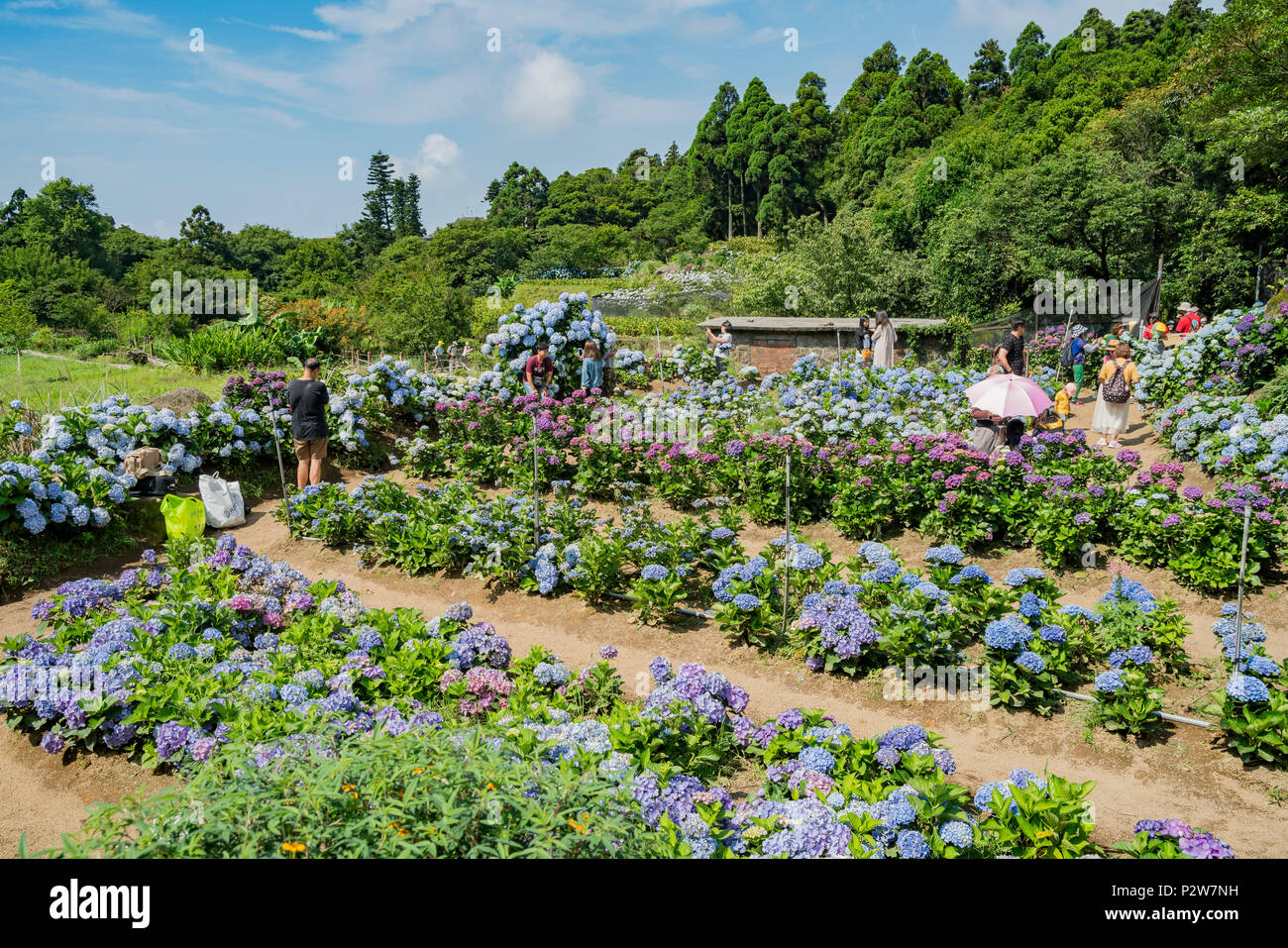 Taipei, giu 4: Super bellissimo fiore di Hydrangea macrophylla giu 4, 2018 area Zhuzihu, Taipei, Taiwan Foto Stock