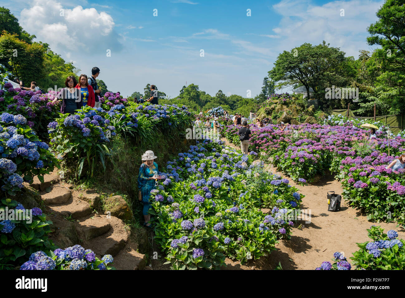 Taipei, giu 4: Super bellissimo fiore di Hydrangea macrophylla giu 4, 2018 area Zhuzihu, Taipei, Taiwan Foto Stock