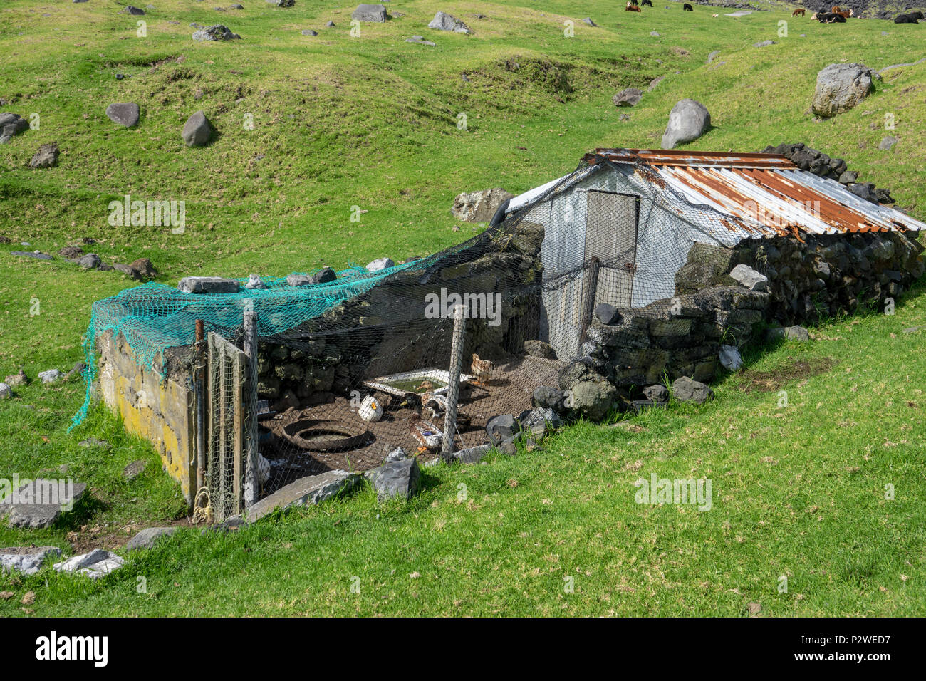 Duck coop a Tristan da Cunha, i territori britannici d'Oltremare, Sud Atlantico Foto Stock