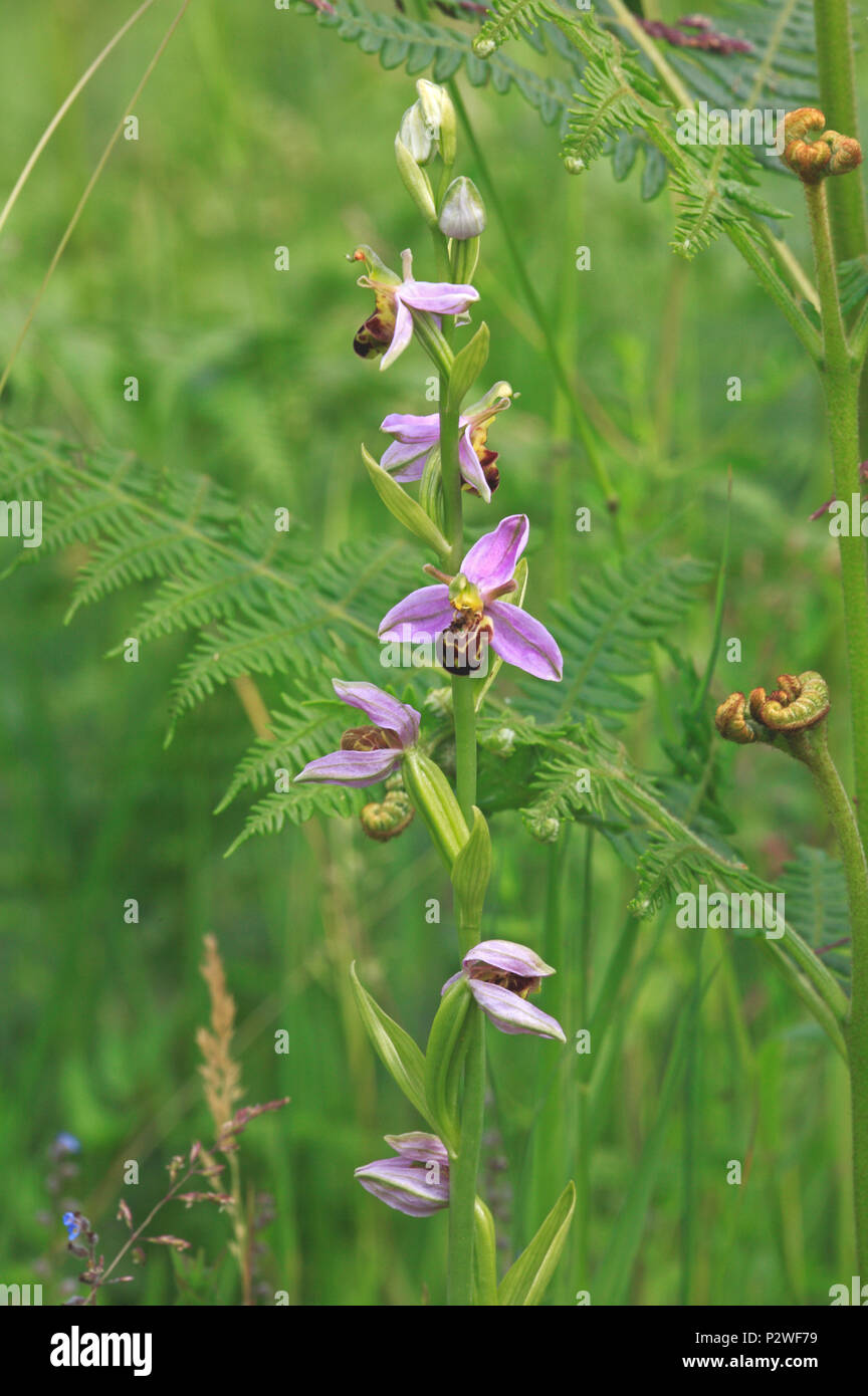 Un fiore spike di Bee Orchid, Ophrys apifera, su un SSSI in Norfolk, Inghilterra, Regno Unito, Europa. Foto Stock