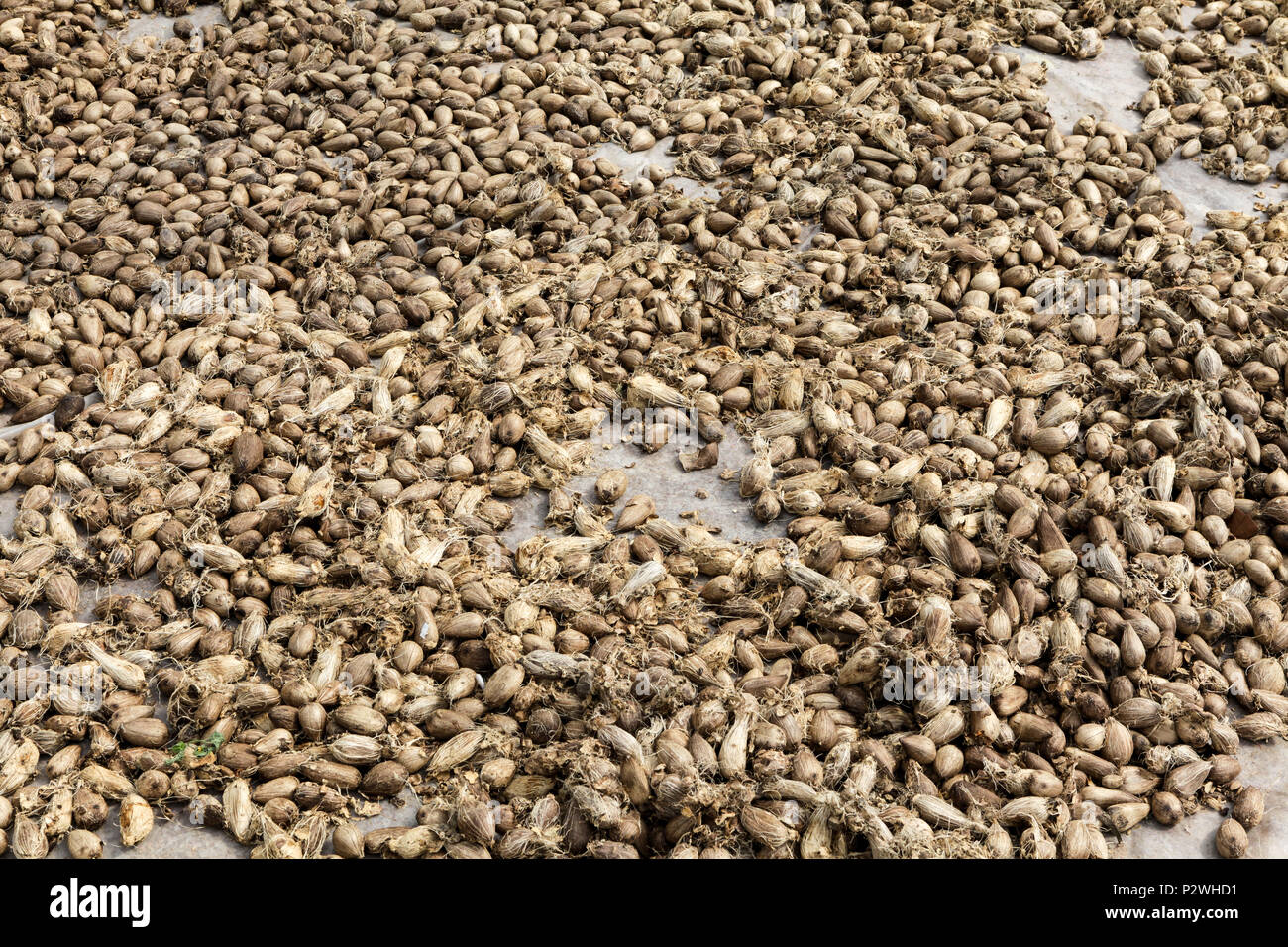 Close up di semi di murumuru (Astrocaryum murumuru Mart), una specie di Amazon dadi utilizzati per la fabbricazione di cosmetici. Foto Stock