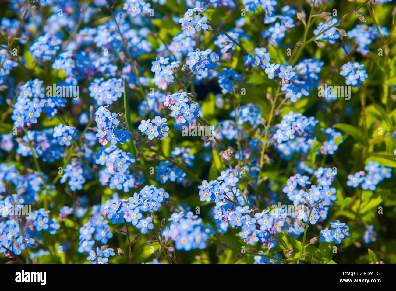 Myosotis fiori. Foto Stock