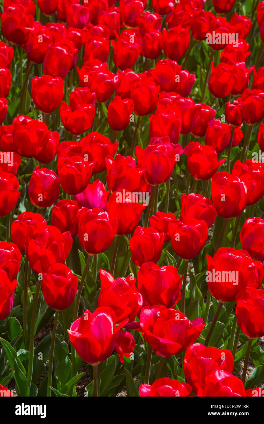 Red tulip fiori. Foto Stock