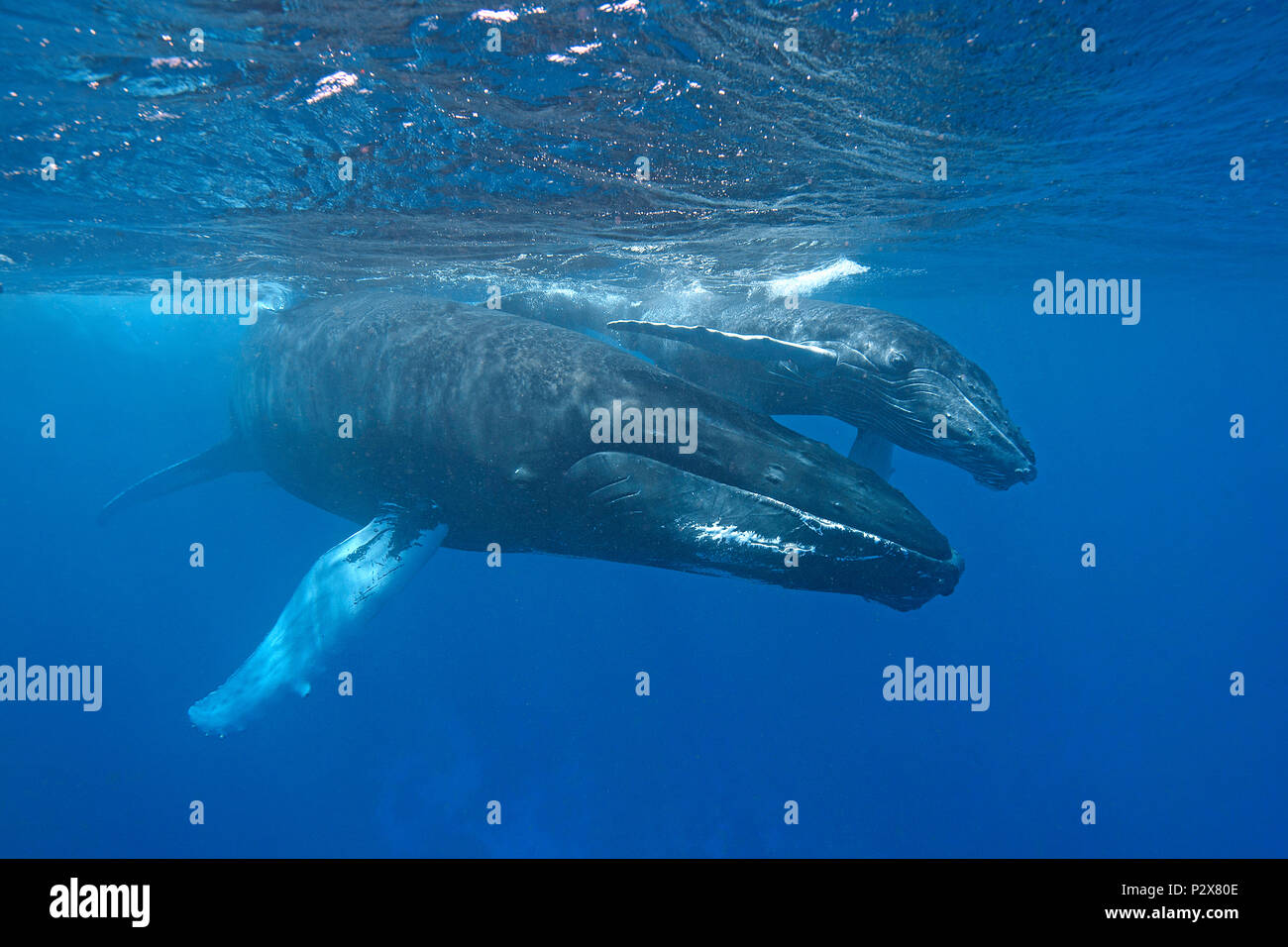 Le balene con la gobba (Megaptera novaeangliae), madre di vitello, Silverbanks, Repubblica Dominicana Foto Stock