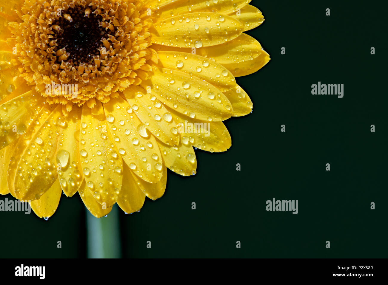 In prossimità di una rugiada coperto giallo fiore di Gerbera contro uno sfondo nero Foto Stock