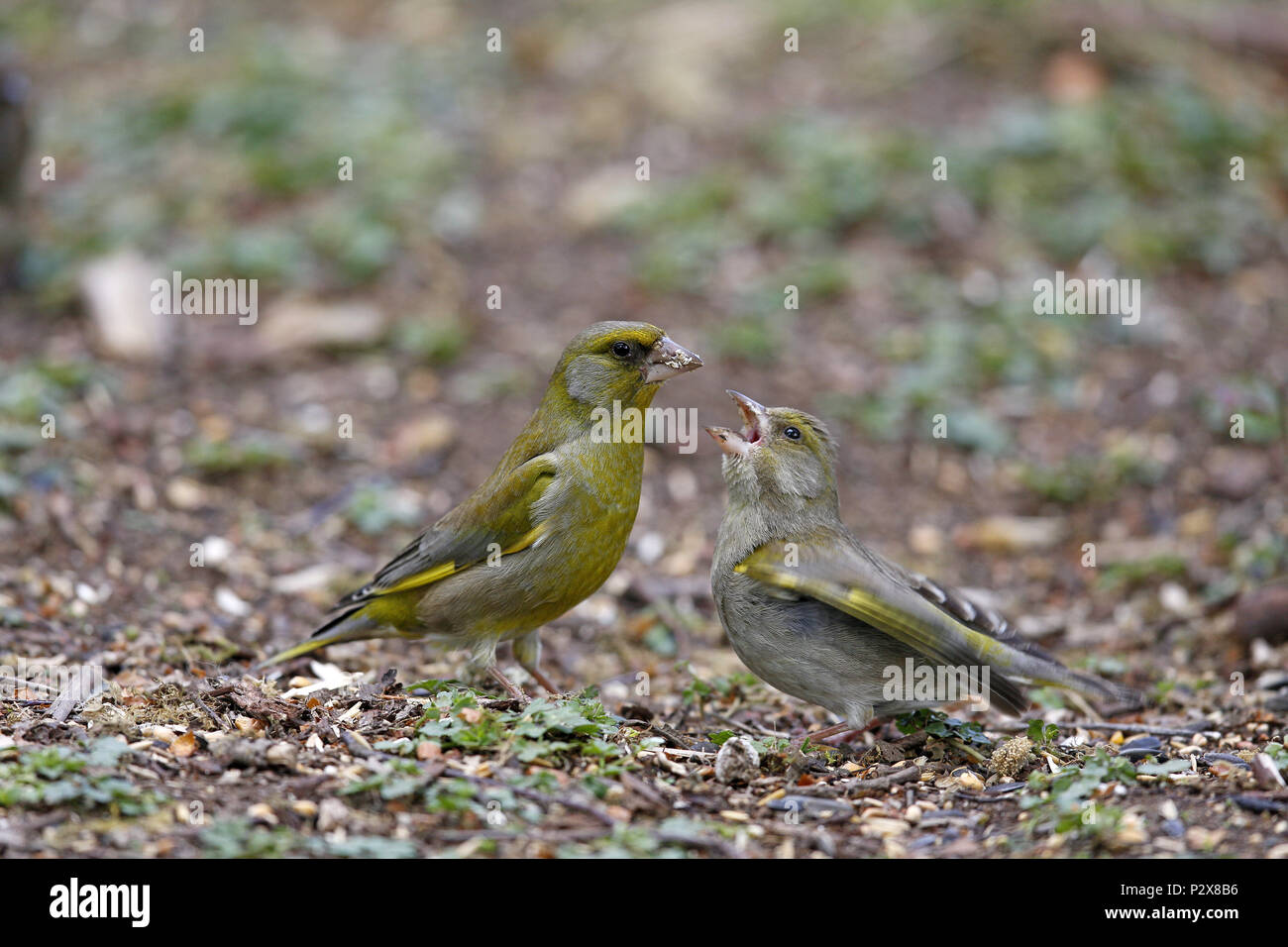 European Greenfinches, Cardulelis chloris, coppia, maschio femmina di alimentazione come una parte di corteggiamento Foto Stock