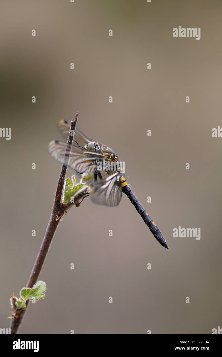 Di fronte bianco-Darter Foto Stock