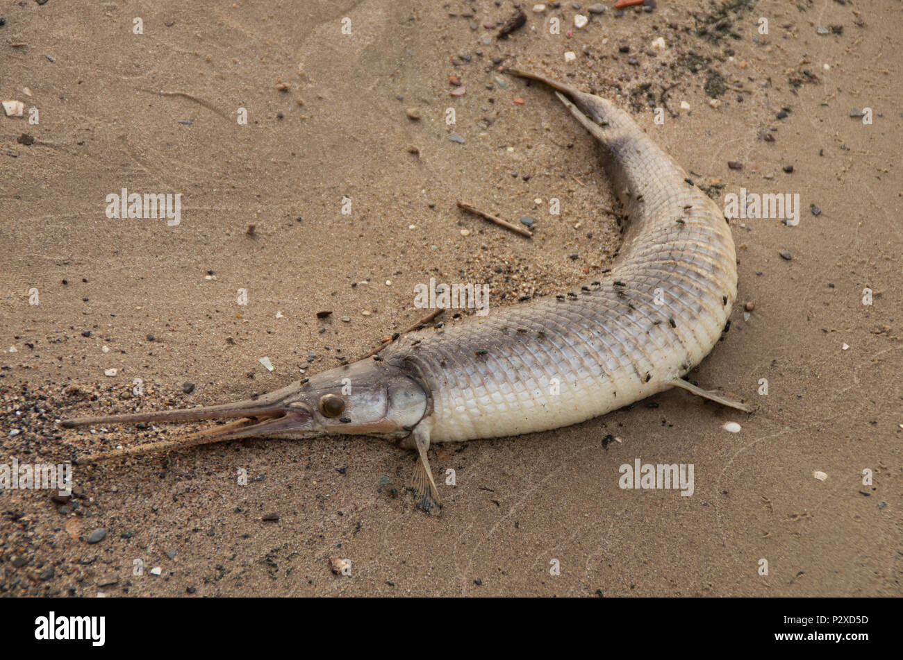 Un Alligator Gar spiaggiata sul fiume Nuese vicino a New Bern nella Carolina del Nord Foto Stock